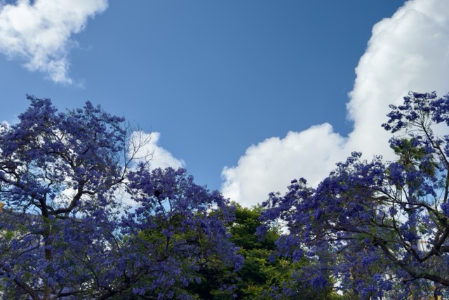 photo of clouds and colorful trees
